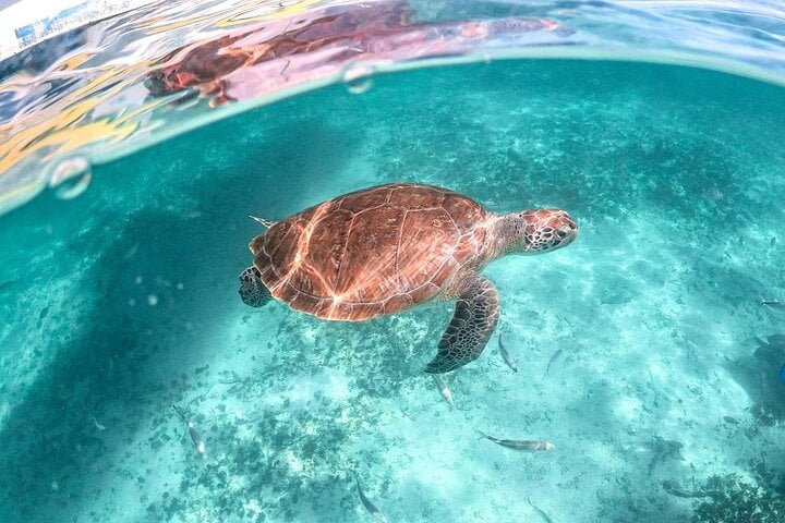 Tortuga marina nadando en la bahía de Akumal